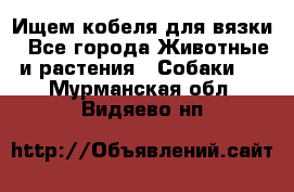 Ищем кобеля для вязки - Все города Животные и растения » Собаки   . Мурманская обл.,Видяево нп